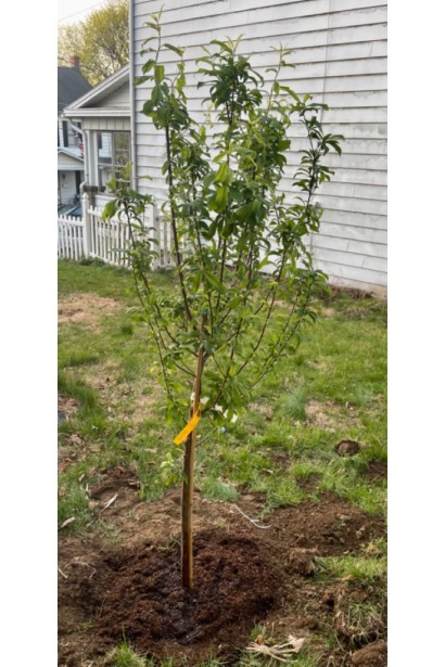 Слива Starking Delicious в саду